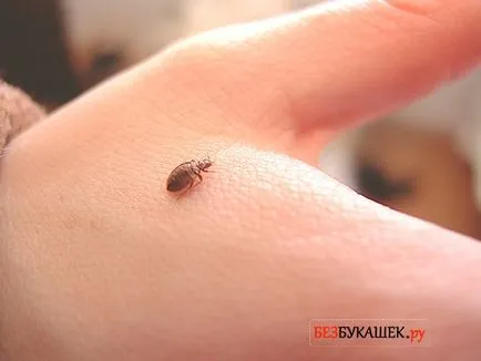 Megsemmisítése poloska elpusztítani poloska a lakásban (elpusztítani) Megsemmisítése poloska elpusztítani poloska a lakásban