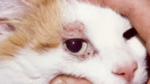 Dermatitis macskák típusú, tünetek, okok, kezelés Dermatitis macskák típusú, tünetek, okok, kezelés