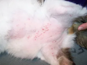 Dermatitis macskák típusú, tünetek, okok, kezelés (az okokat) Dermatitis macskák típusú, tünetek, okok, kezelés
