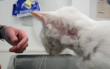Dermatitis kutyák és macskák okoz, tünetei és kezelése (dermatitisz) Dermatitis kutyák és macskák okoz, tünetei és kezelése