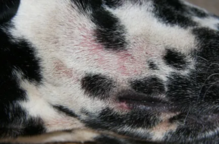 Dermatitis kutyák és macskák okoz, a tünetek és a kezelés (macskák) Dermatitis kutyák és macskák okoz, tünetei és kezelése