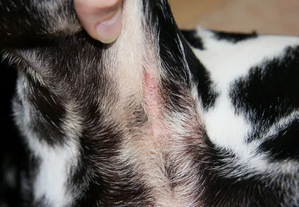 Dermatitis kutyák és macskák okoz, tünetei és kezelése (okok) Dermatitis kutyák és macskák okoz, tünetei és kezelése