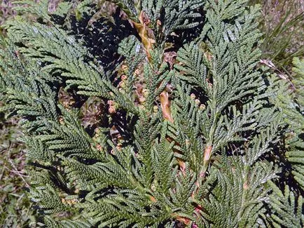 Thuja fa - ültetési és gondozási Photo arborvitae, arborvitae oltása és tenyésztés, a fajok és fajták