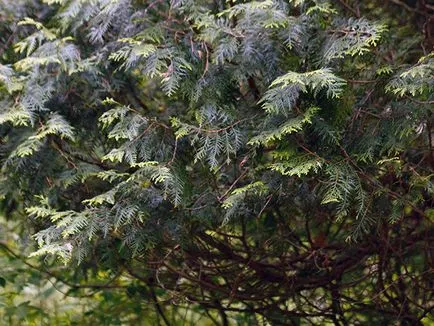 Thuja fa - ültetési és gondozási Photo arborvitae, arborvitae oltása és tenyésztés, a fajok és fajták