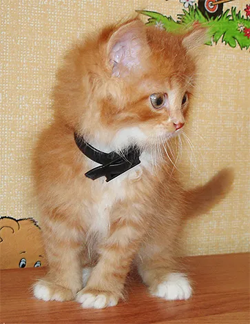 Pet bolha és hogyan megszabadulni tőlük