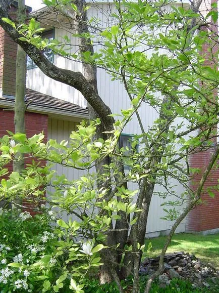 Ház a fán kezével fotó, rajz, videó utasítás (fotók) Treehouse fotót a saját kezét, rajz, videó használati