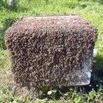 Tényezők rajzó méhek és megelőző intézkedések