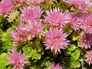 Encyclopedia of növények szedum (kövirózsa) (kövirózsa fehér) Encyclopedia of növények Sedum (stonecrop)