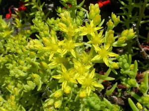 Encyclopedia of növények Sedum (kövirózsa) (stonecrop orpin) Encyclopedia of növények Sedum (stonecrop)