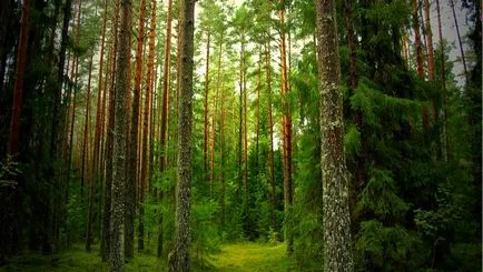 Ökológus munkaköri leírás, hová menjen, ahol a szakemberek (pályaválasztási tanácsadás) munka Ökológus munkaköri leírás, hová menjen, ahol szakemberek dolgoznak