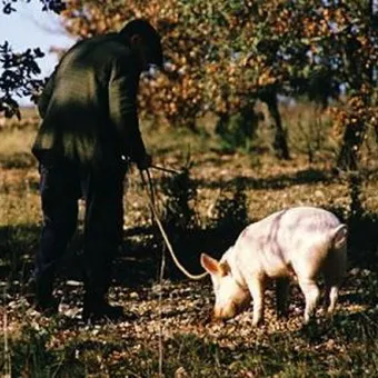 Photo és leírás szarvasgomba gomba, szarvasgomba, és hogyan növekszik, ahol ezek megtalálhatók Photo és leírás szarvasgomba gomba, szarvasgomba, és hogyan növekszik, ahol ezek megtalálhatók