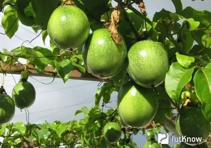 Gyümölcs passionfruit szép képességgel képek (maracuja) Gyümölcs passionfruit hasznos tulajdonságok, fotók