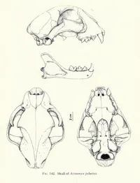 Cheetah - az