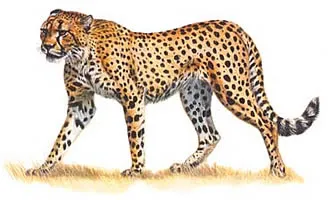 Cheetah, nagy macskák