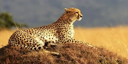Cheetah - leírás, alfaj, fotó, ahol él, mit eszik (leírás) Cheetah - leírás, alfaj, fotó, ahol él, mit eszik