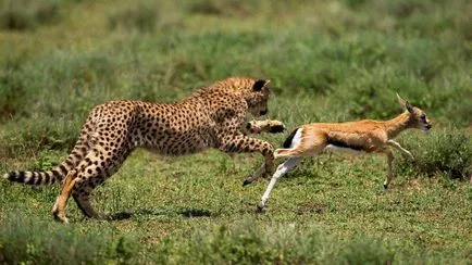 Cheetah - leírás, alfaj, fotó, ahol él, mit eszik (gepárd) Cheetah - leírás, alfaj, fotó, ahol él, mit eszik