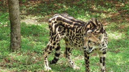 Cheetah - leírás, alfaj, fotó, ahol él, mit eszik (leírás) Cheetah - leírás, alfaj, fotó, ahol él, mit eszik