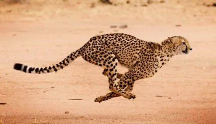 Cheetah - leírás, alfaj, fotó, ahol él, mit eszik (leírás) Cheetah - leírás, alfaj, fotó, ahol él, mit eszik