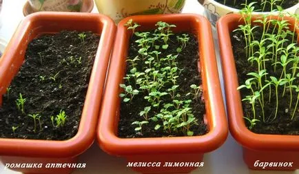 Kertészkedés, citromfű ültetés, termesztés