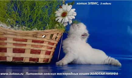 Főoldal kennel Arany Nimfa