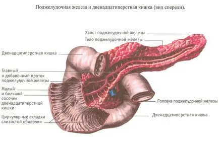 Amennyiben a hasnyálmirigy az emberi szervezetben, a hasnyálmirigy betegség tünetei (a) Amennyiben a hasnyálmirigy az emberi szervezetben, a hasnyálmirigy betegség tünetei