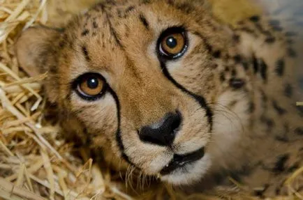 Cheetah - leírás, alfaj, fotó, ahol él, mit eszik (alfaj) Cheetah - leírás, alfaj, fotó, ahol él, mit eszik