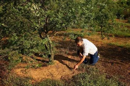 Amennyiben szarvasgomba nő Magyarországon, a titok kiderült (ahol szarvasgomba Magyarországon szarvasgomba gomba növekszik Magyarországon, ahol növekszik, ahol nő a nyári szarvasgomba Magyarországon) Amennyiben szarvasgomba nő Magyarországon, a titok kiderült