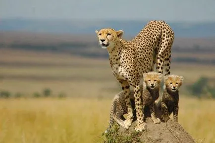 Cheetah - leírás, alfaj, fotó, ahol él, mit eszik (alfaj) Cheetah - leírás, alfaj, fotó, ahol él, mit eszik