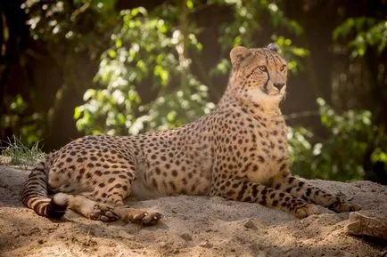 Cheetah - leírás, alfaj, fotó, ahol él, mit eszik (fotó) Cheetah - leírás, alfaj, fotó, ahol él, mit eszik