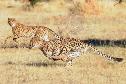 Cheetah - leírás, alfaj, fotó, ahol él, mit eszik (fotó) Cheetah - leírás, alfaj, fotó, ahol él, mit eszik