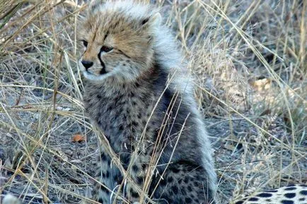 Cheetah - leírás, alfaj, fotó, ahol él, mit eszik (leírás) Cheetah - leírás, alfaj, fotó, ahol él, mit eszik