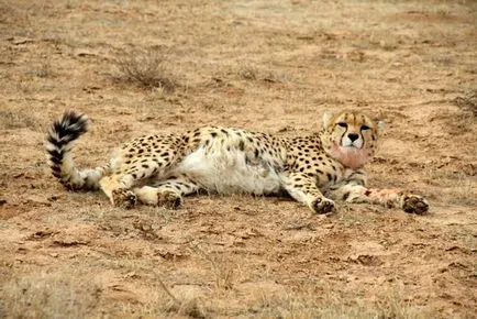 Cheetah - leírás, alfaj, fotó, ahol él, mit eszik (fotó) Cheetah - leírás, alfaj, fotó, ahol él, mit eszik