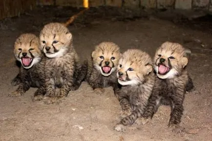 Cheetah - leírás, alfaj, fotó, ahol él, mit eszik Cheetah - leírás, alfaj, fotó, ahol él, mit eszik