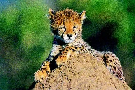 Cheetah és leopárd - pöttyös rokonok