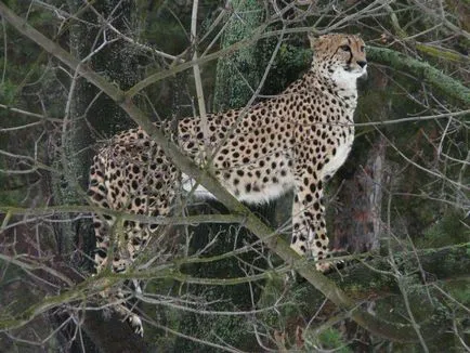 Cheetah - leírás, alfaj, fotó, ahol él, mit eszik (gepárd) Cheetah - leírás, alfaj, fotó, ahol él, mit eszik