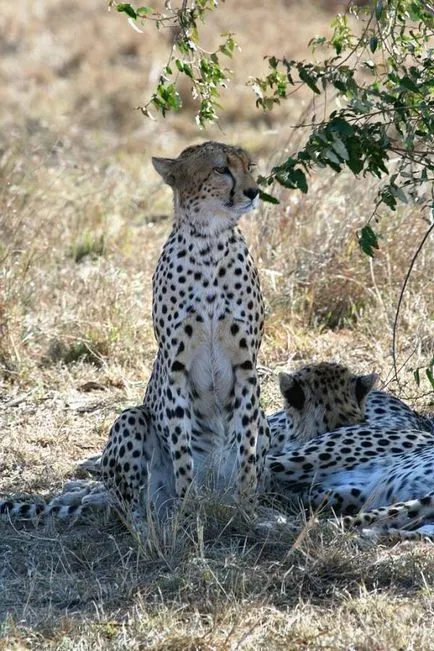 Cheetah - leírás, alfaj, fotó, ahol él, mit eszik (leírás) Cheetah - leírás, alfaj, fotó, ahol él, mit eszik