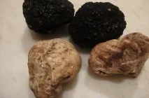 Gomba szarvasgomba fotó, leírás, ahol Magyarországon, Ukrajnában, típusok, hogyan lehet megtalálni, és gyűjtsük össze, készít,