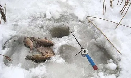 Menetrend harapós halak halak és néhány, mint a halak harapós, és ahol