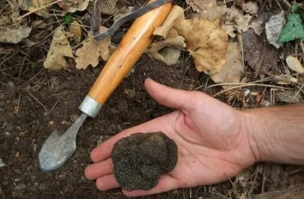 Gomba Szarvasgomba előnyei és hátrányai, leírás és a fajok, ahol a nő és alkalmazása