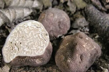 Gomba Szarvasgomba előnyei és hátrányai, leírás és a fajok, ahol a nő és alkalmazása