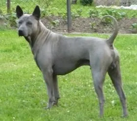 Melyik kutya búvár heppidogs