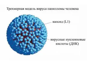 Izoprinoszinnal HPV alkalmazására és rend