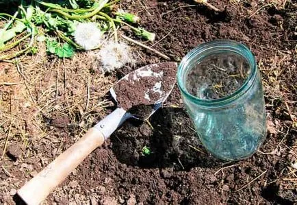 Hogyan kell kezelni a Medvedkov, népi jogorvoslati és erős rovarölő Hogyan kell kezelni a Medvedkov, népi jogorvoslati és erős rovarölő