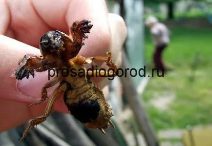 Hogyan kell kezelni a Medvedkov kerti módon, fotók és videó (harcolni) Hogyan kell kezelni a Medvedkov kerti módon, fotó és videó