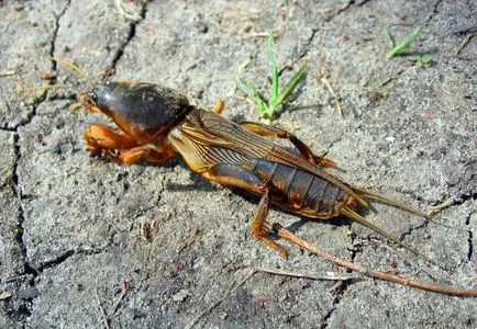 Hogyan kell kezelni a Medvedkov, a kertben vagy a cselekmény (a harcot) Hogyan kell kezelni a Medvedkov, a kertben vagy a cselekmény