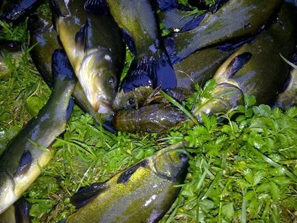 Milyen halak harapós rajta most, a naptár horgász (értékesítés Woblerek MegaBass) Milyen halak harapós rajta most, a naptár horgász