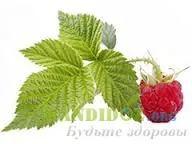Hogyan és mit zuhany a rigó