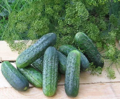 Mi uborka nyílt terepen ültetni a külvárosban, hogy kap egy jó termés