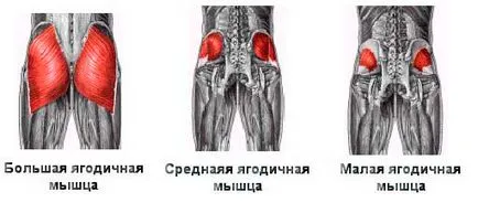 Hogyan építsünk fenék 5 szabályok képzési cég fenék