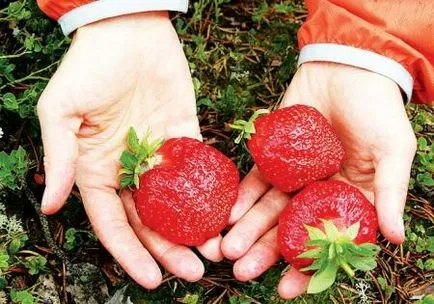 Hogyan lehet indítani egy vállalkozást a termesztés eper - egyszerű ajánlások (egyszerű) Hogyan lehet indítani egy vállalkozást a termesztés eper - egyszerű ajánlások